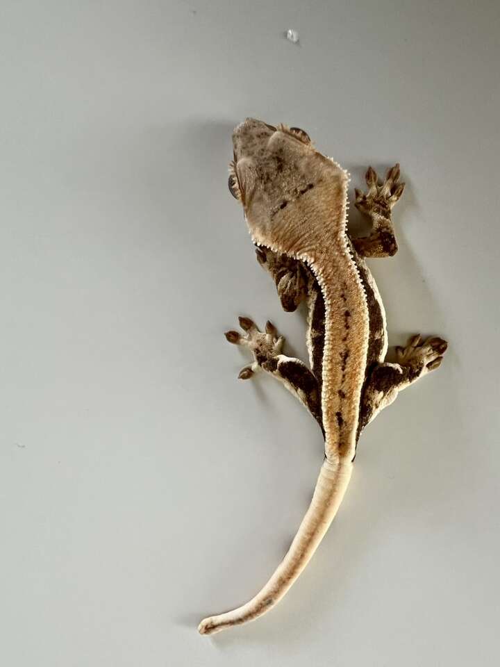 Lilly White Crested Gecko