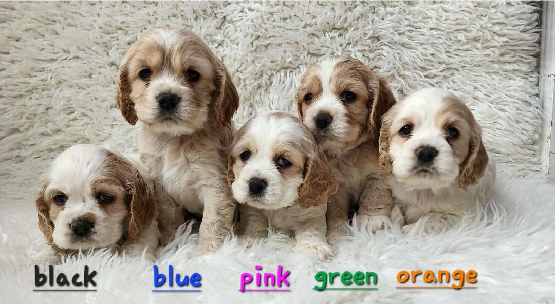 Cocker Spaniel Puppies Pets