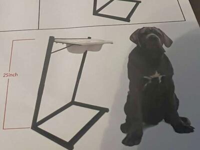 Brand New Elevated Pet Bowls