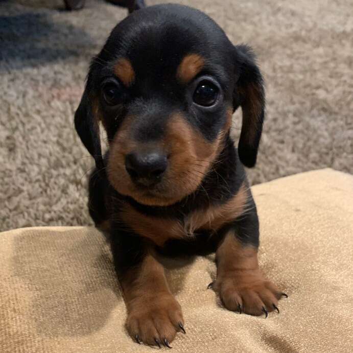 Purebred Dachshund puppies Pets