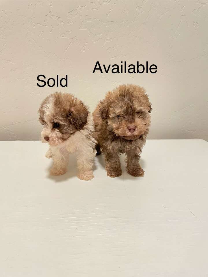 Toy Sheepadoodle Pets