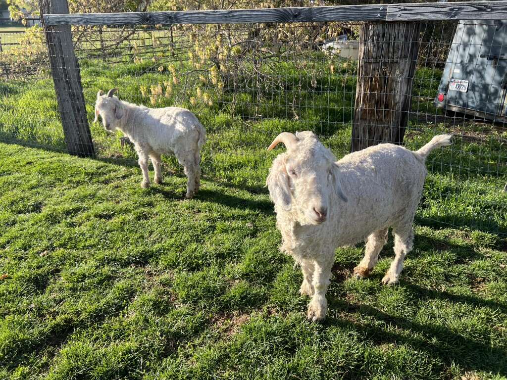Angora Goats
