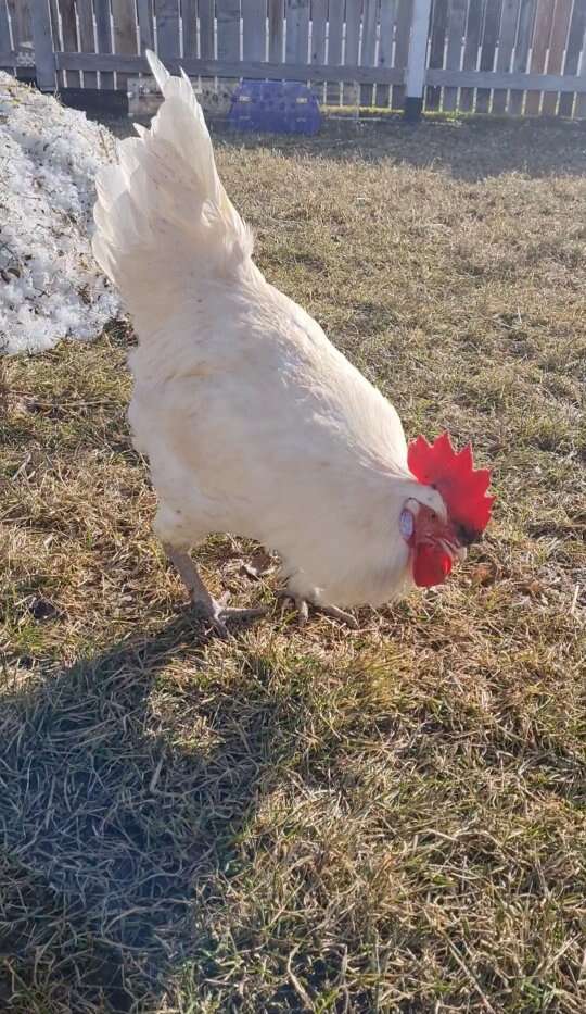 Bresse Rooster Livestock