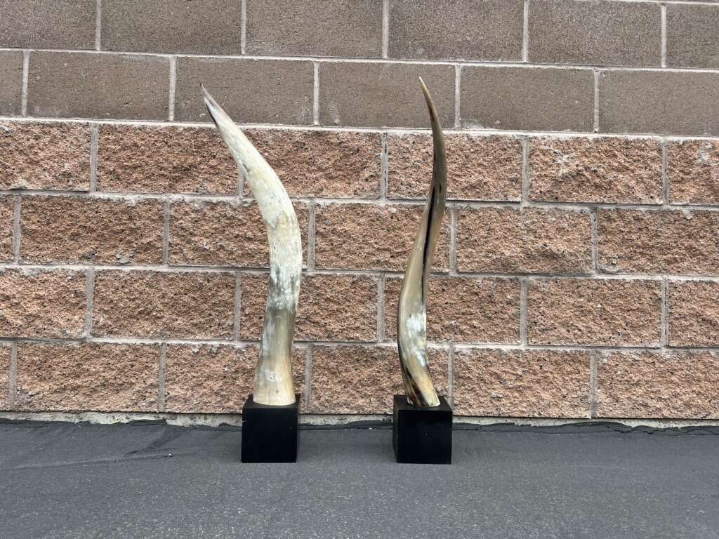 Steer Yak Horn On Base Decorative $200 EACH
