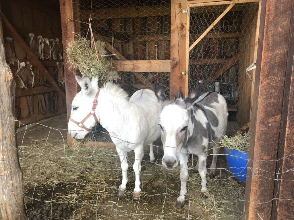 Miniature Donkeys Livestock