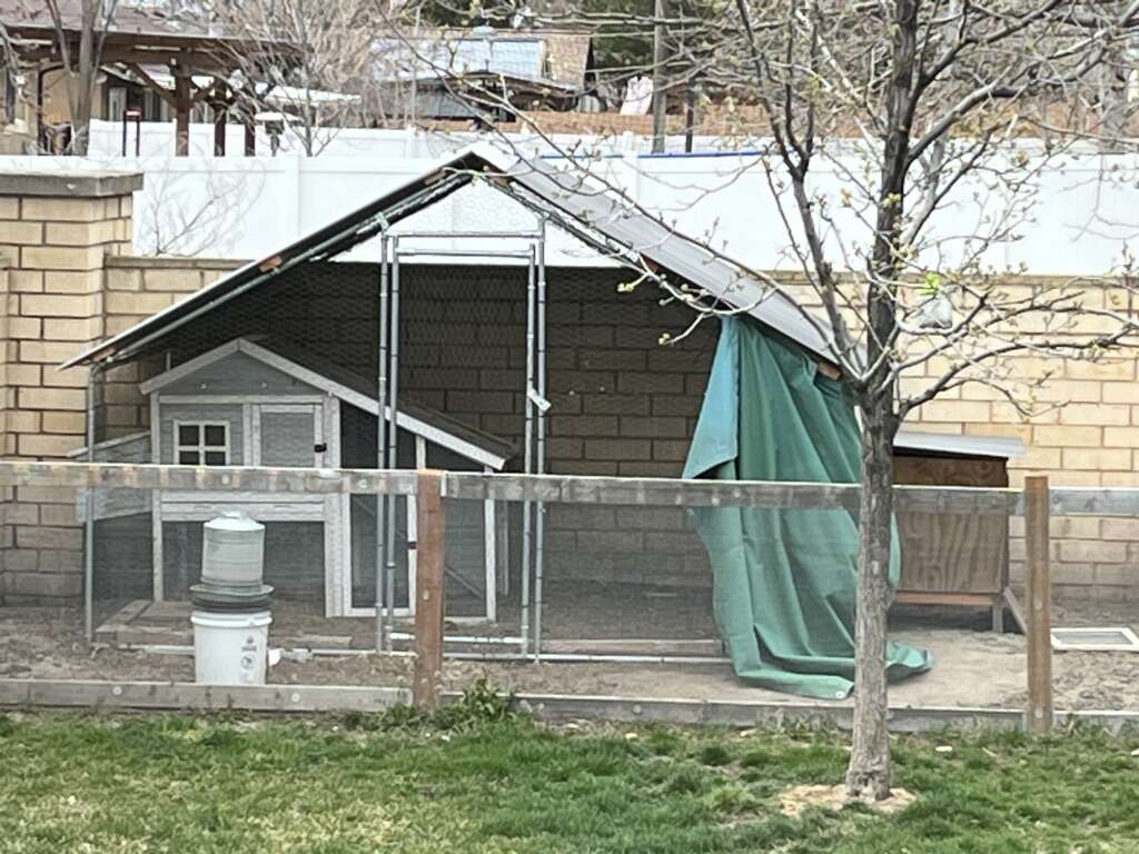 FREE chicken Or Small Animal Coup/enclosure FREE