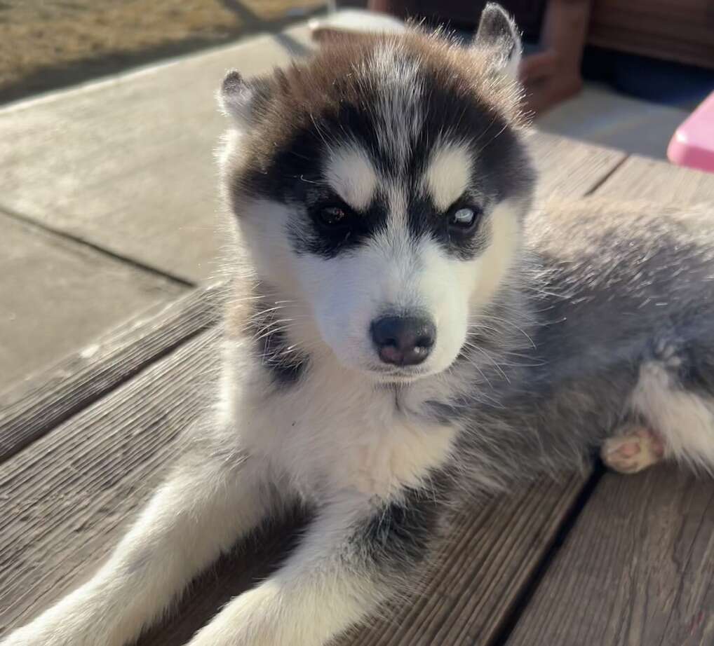 Pomsky | Pets | ksl.com