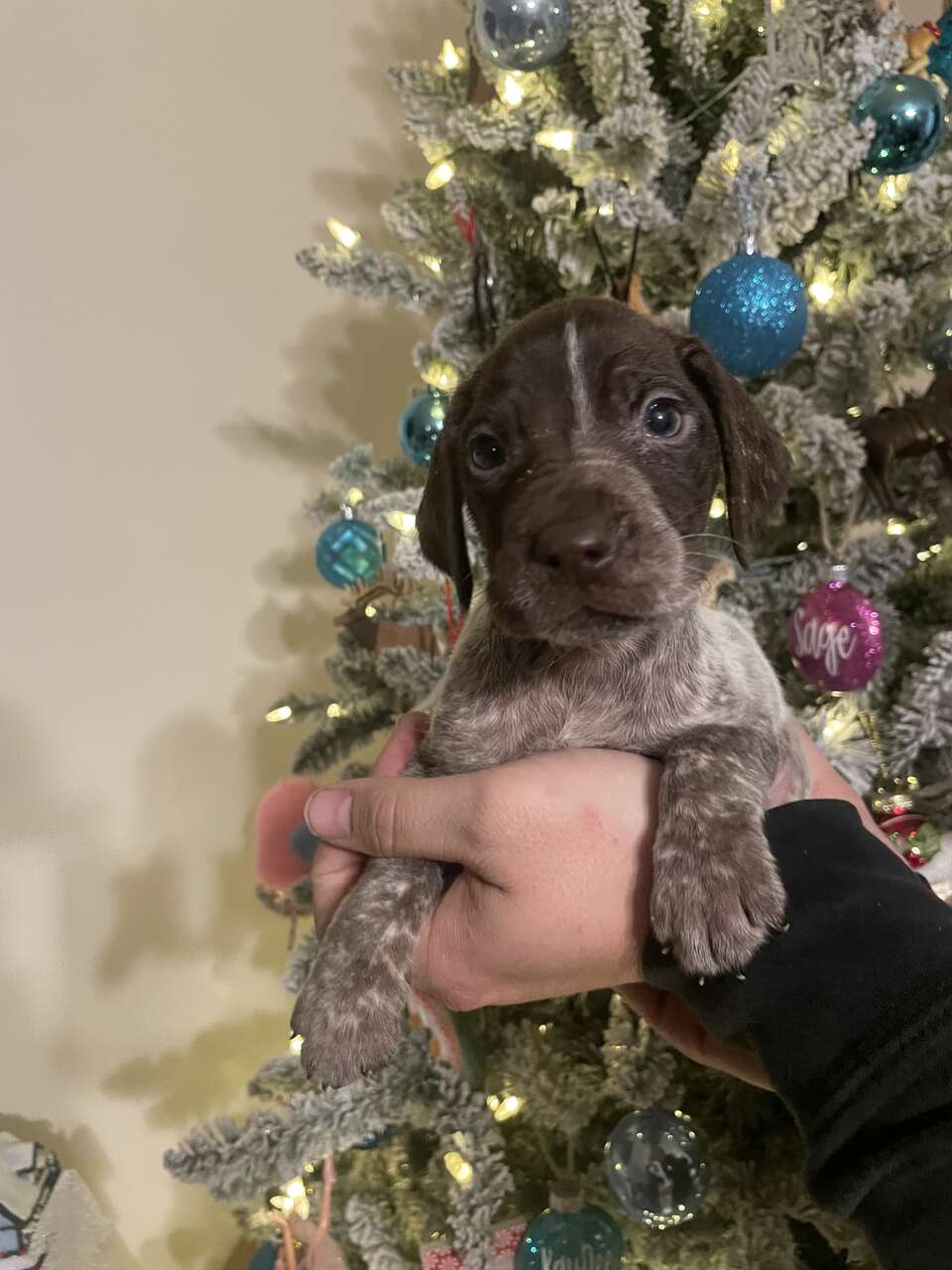 AKC German Shorthair Pointer Puppies Pets