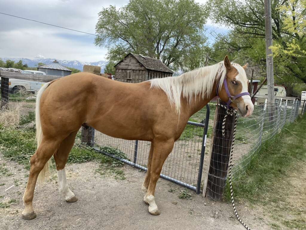 Quarter Horse For Breeding And For Sale