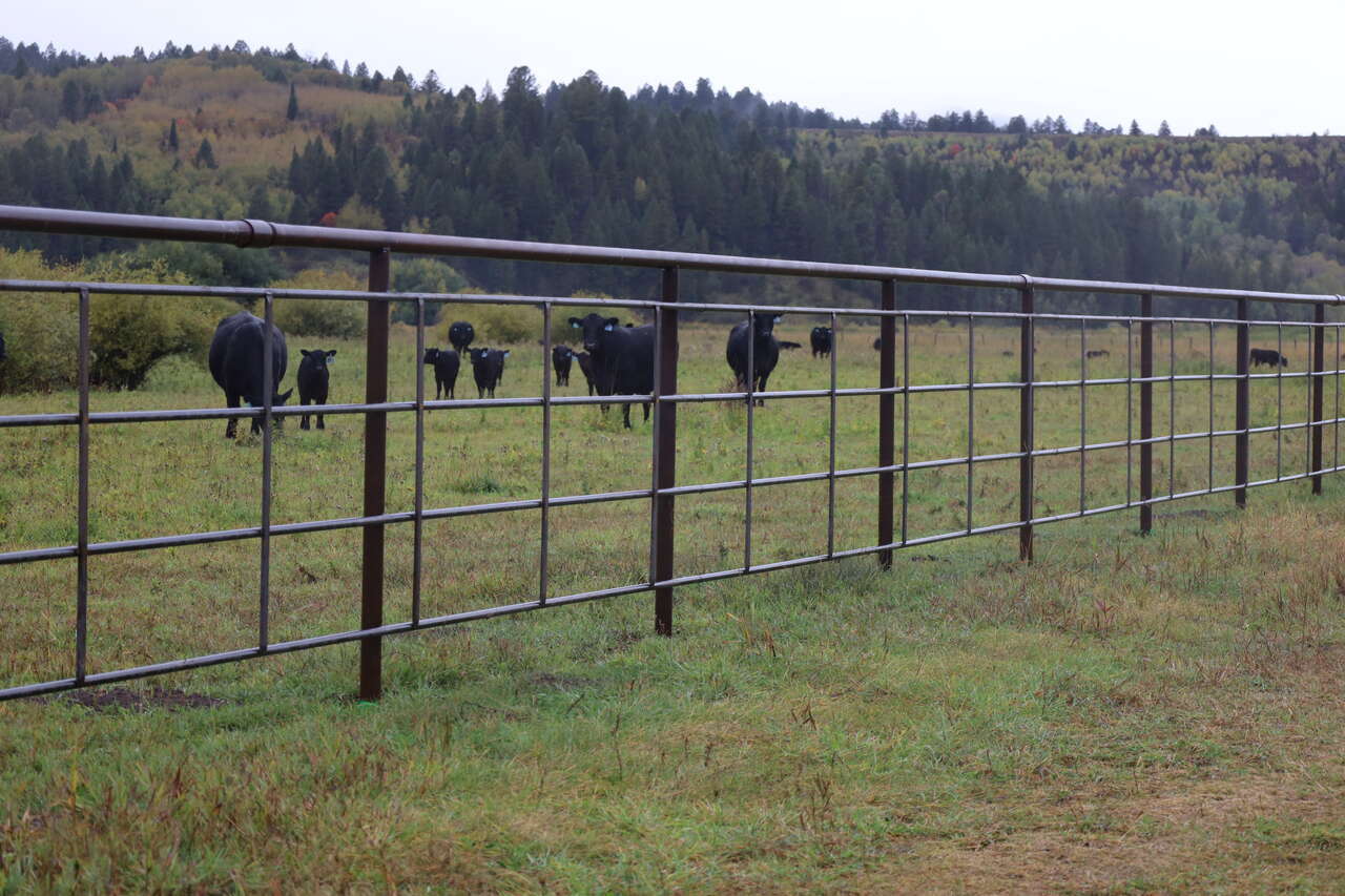 Heavy-Duty Continuous Fencing- Competitive Pricing