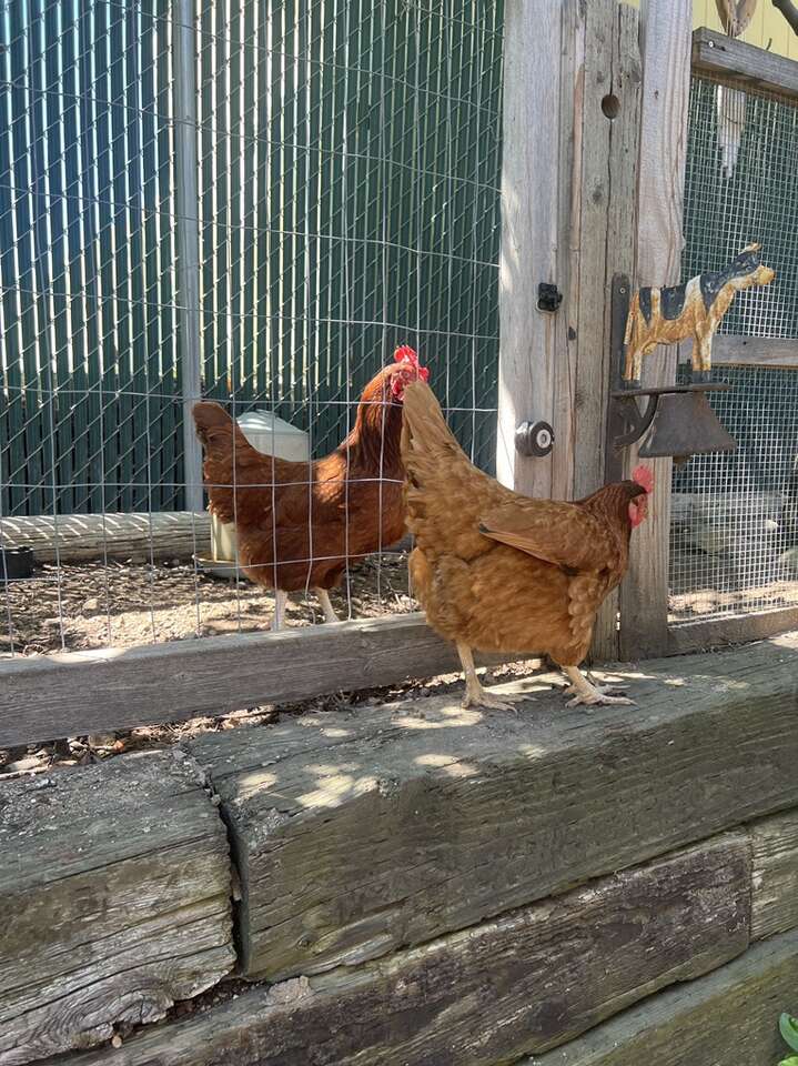 5 Rhode Island Red Chickens Livestock