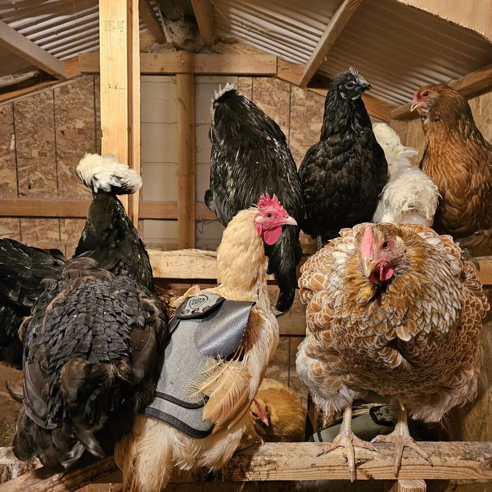 Producing Chicken Flock! Hens pullet… Livestock