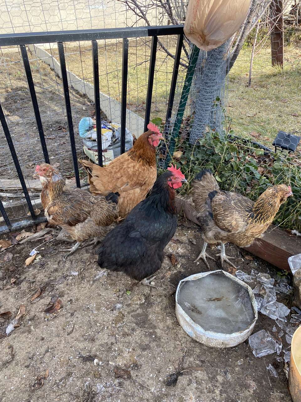 Free chicken Pets