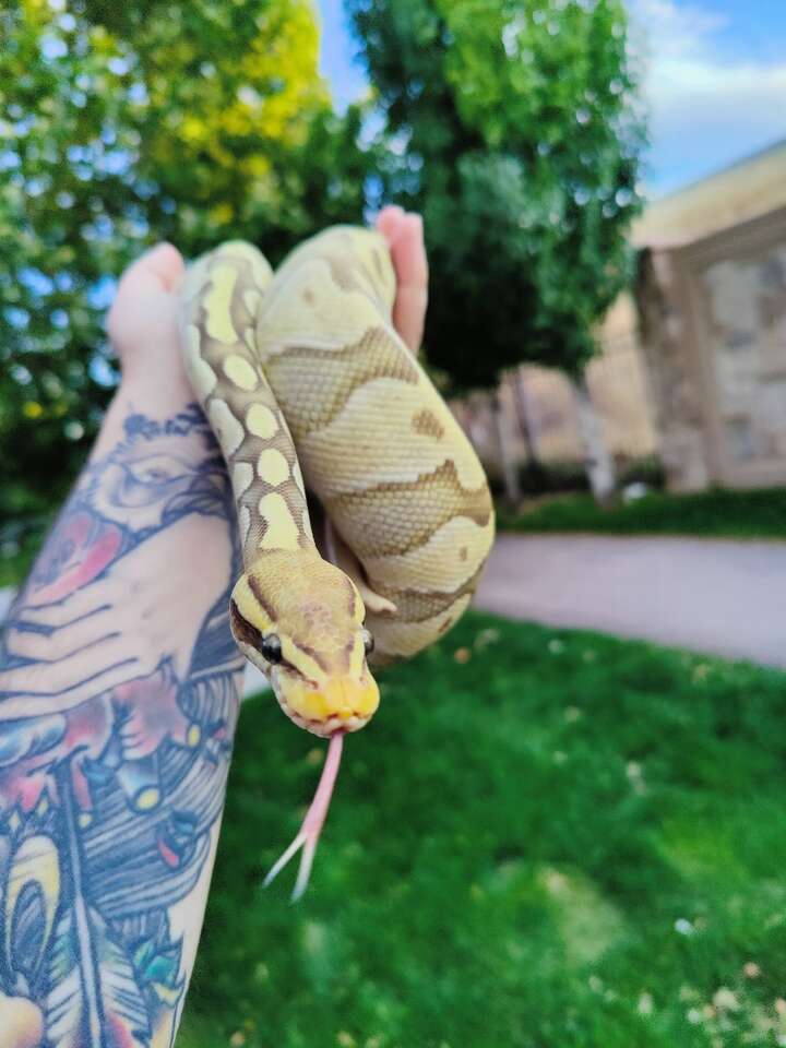 2 Female ball Pythons Pets
