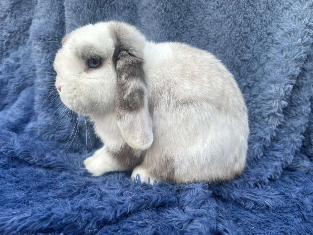 Pedigreed Blue Eyed Holland Lop