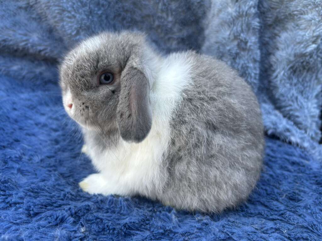 Holland Lop baby