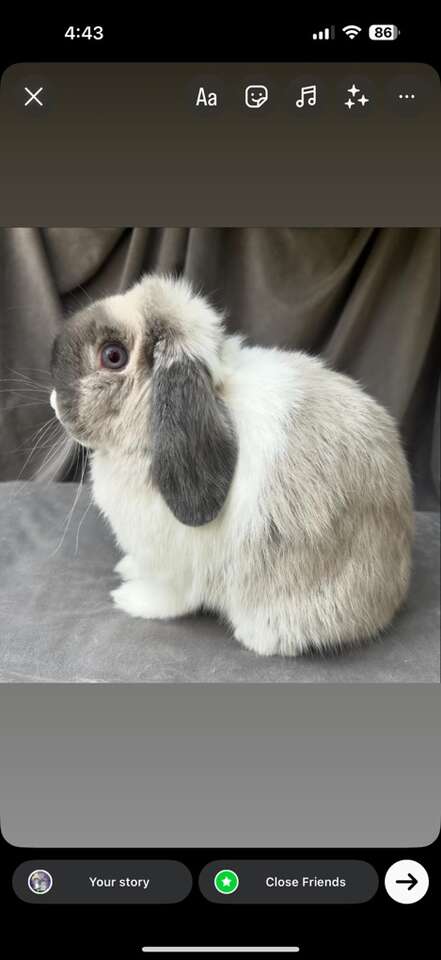 Pregnant Holland Lop doe