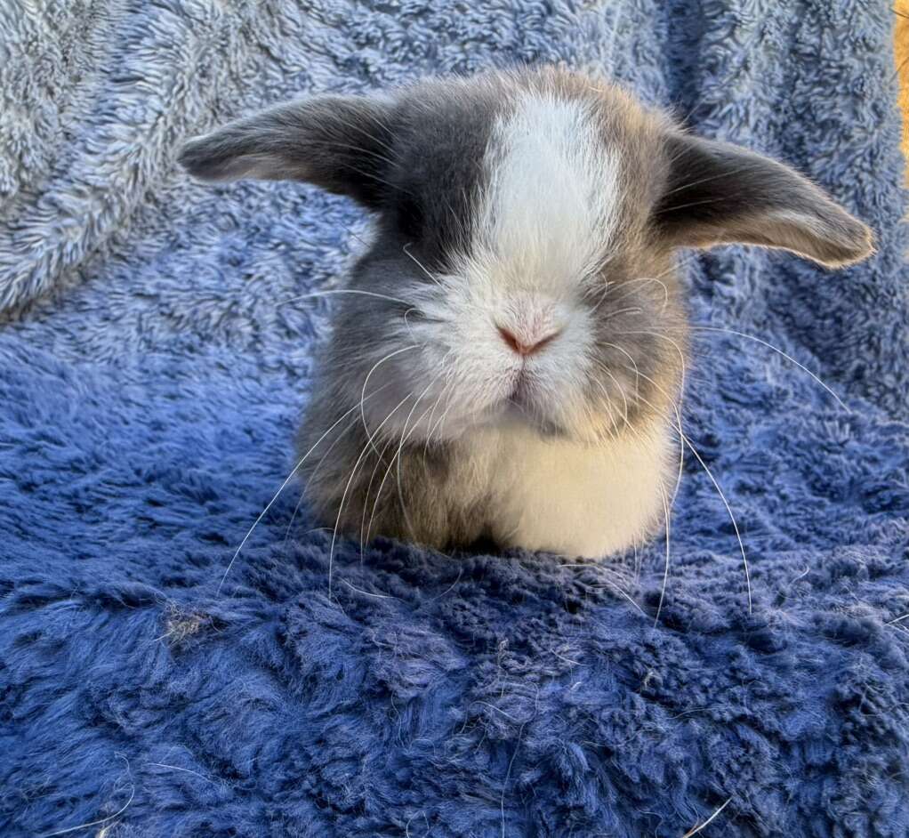 Blue Eyed Holland Lop Baby