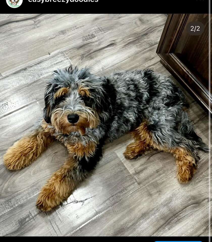 Female Bernedoodle Guardian Pets