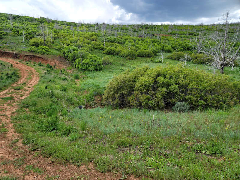 Family Mountain Getaway – Camp/Build  FREE SKI PASS