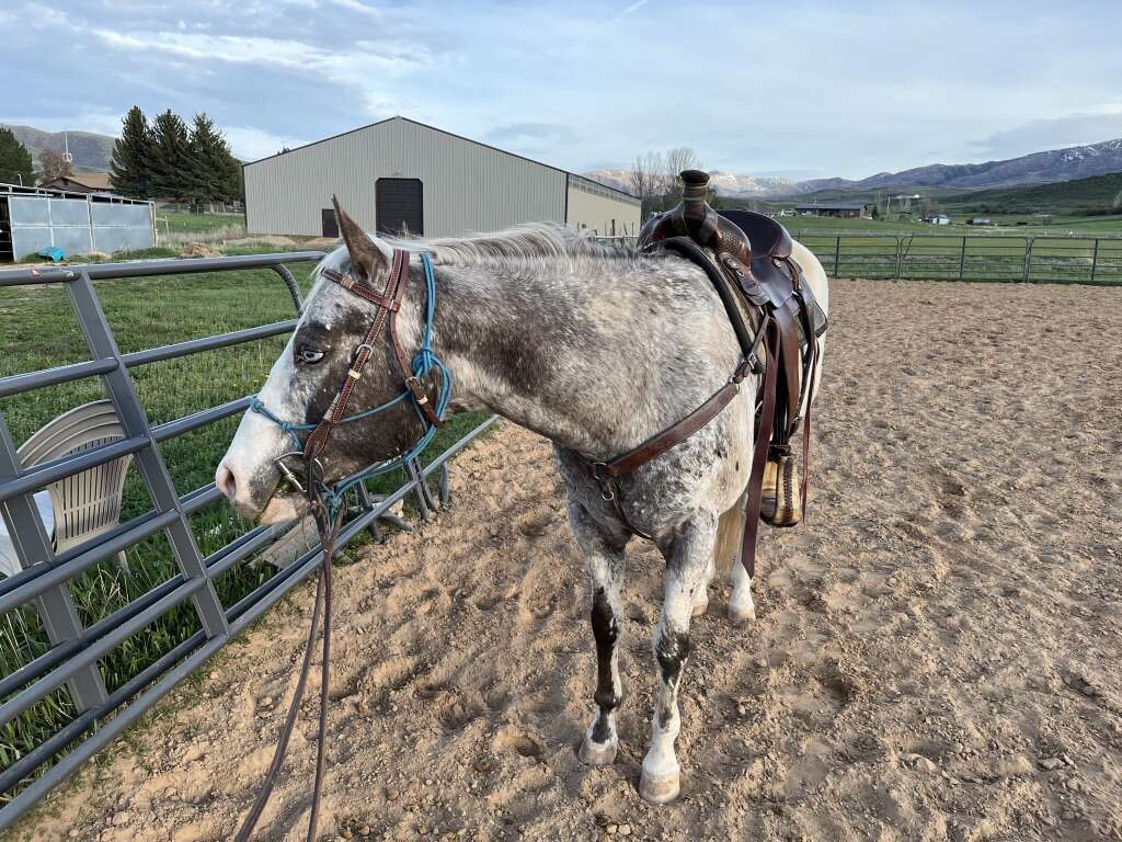 Circle Y Saddle Livestock