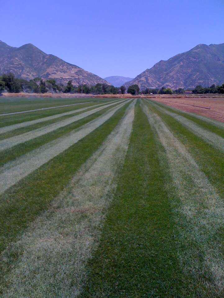 FREE Sod INSTALL Deal - Pure Kentucky Bluegrass