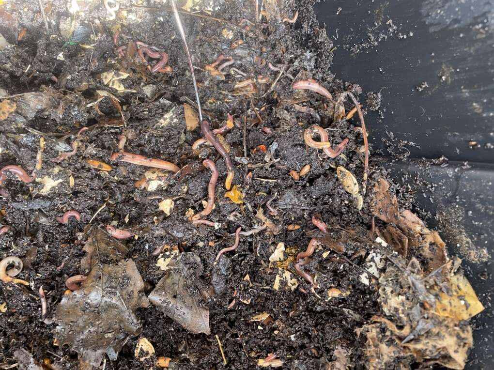 Compost Worms