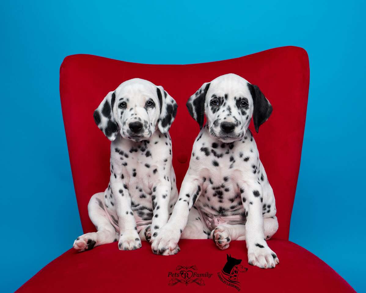 Akc dalmatian discount puppies for sale