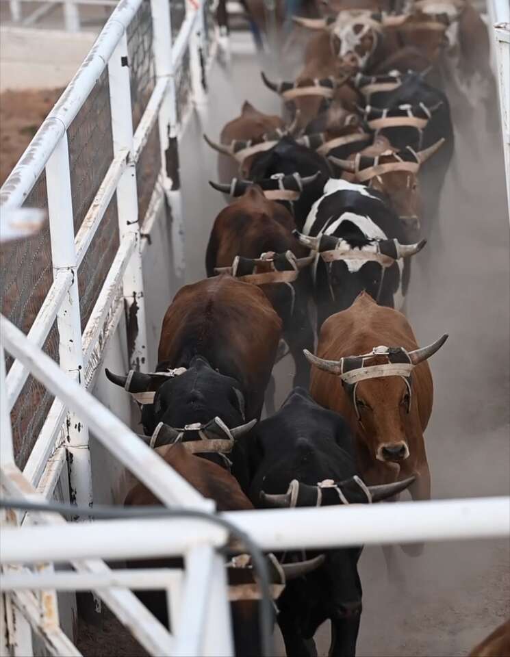 In Search Of Roping Cattle Livestock