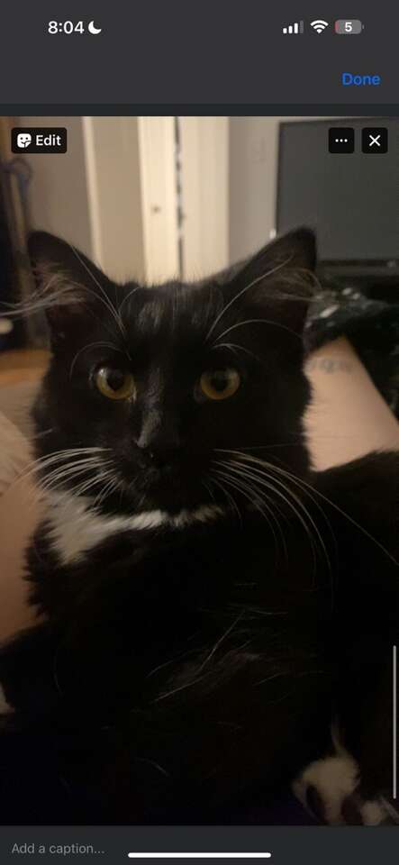 lost female tuxedo cat $200 REWARD