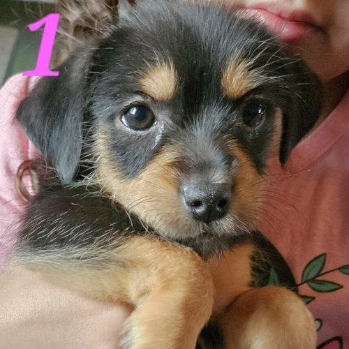 Puppies for sale!!!! Pets