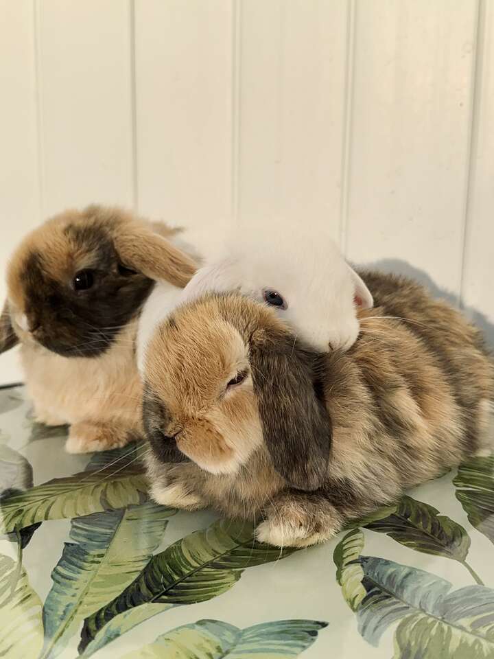 Dwarf Holland Lop Bunnies - Purebred, Pedigreed, and Ready to Go! – UNIQUE Colors