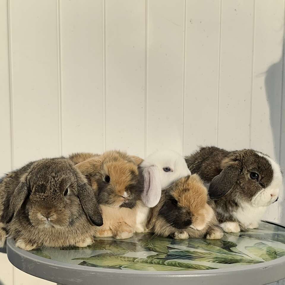 Dwarf Holland Lop Bunnies - Purebred, Pedigreed, and Ready to Go! – UNIQUE Colors