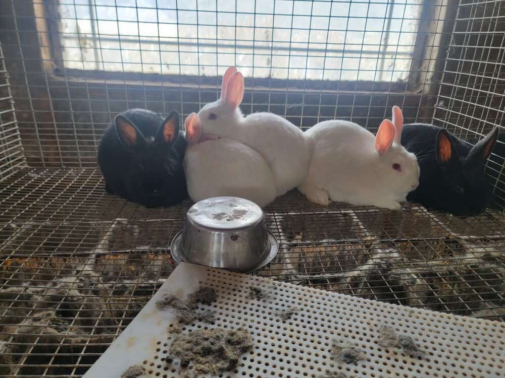 New Zealand rabbits for sale Pets