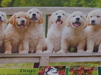 2024 DOG CALENDAR!