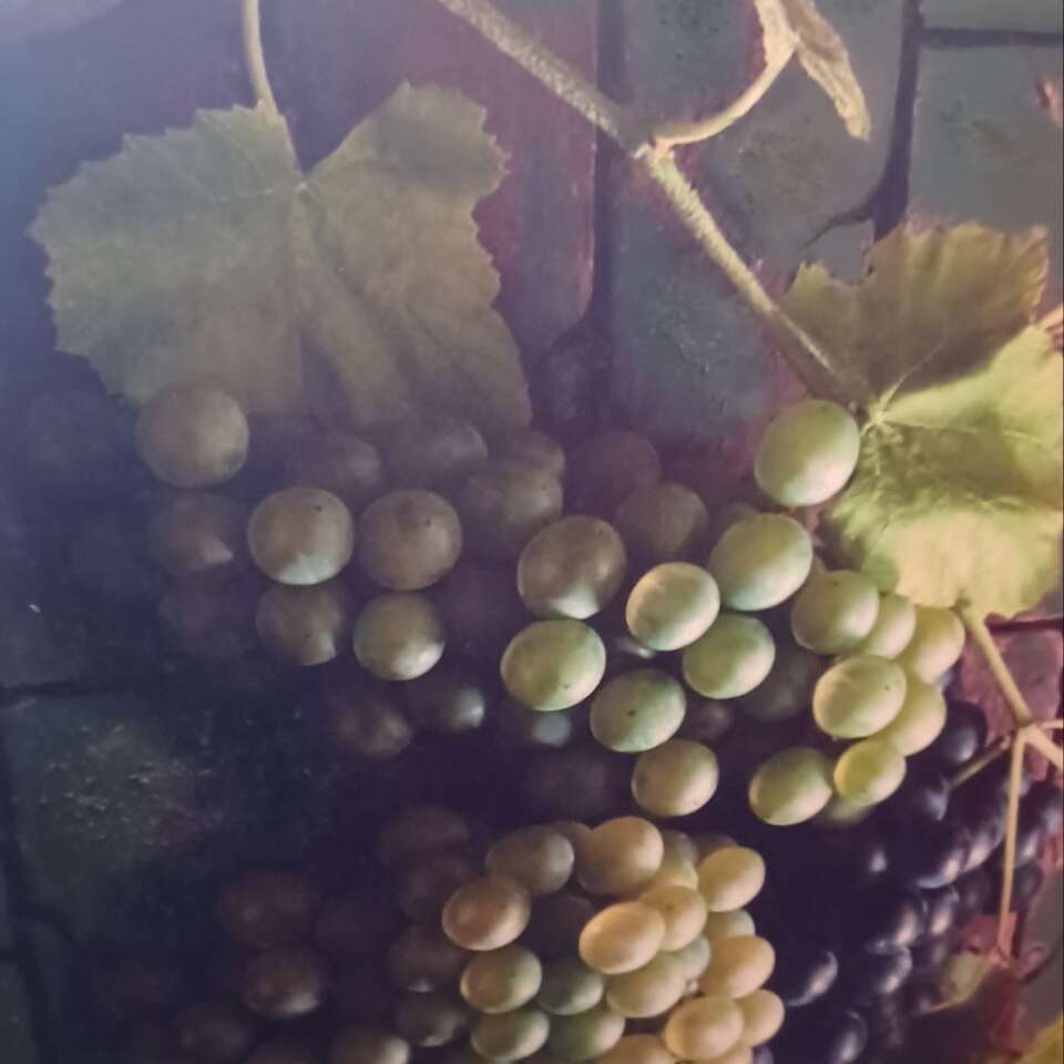 OIL ON CANVAS GRAPES!