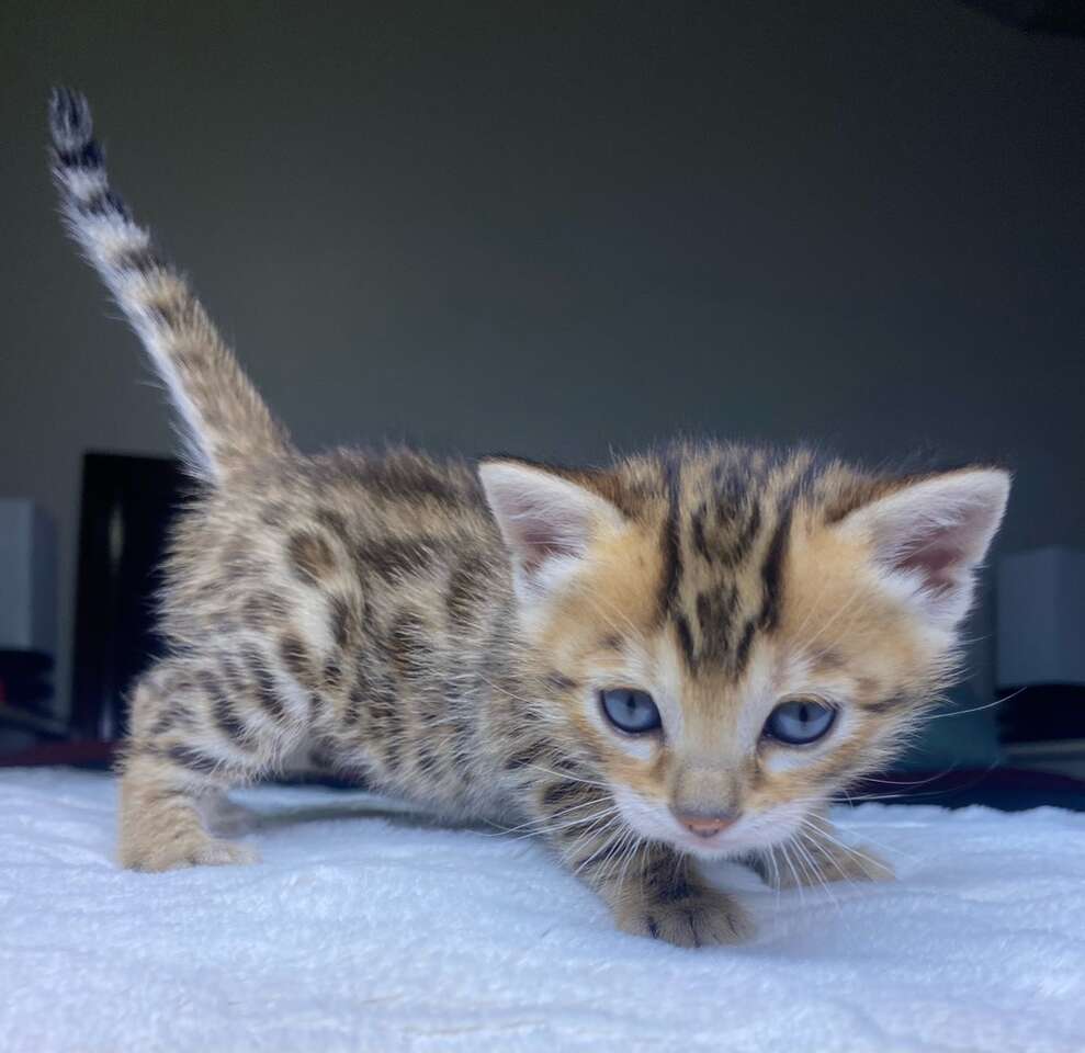 Female Brown Bengal Kitten Pets