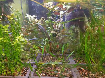 Plants, guppies, microworms
