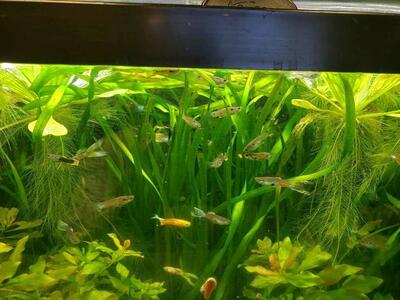 Plants, guppies, plecos, mollies, microworms