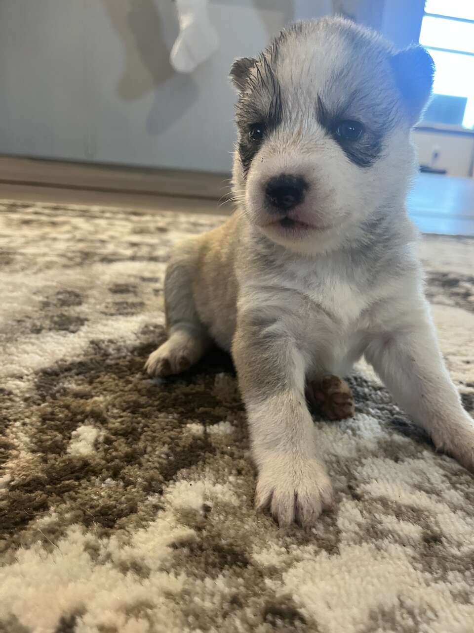 Purebred Siberian Husky Puppies Pets