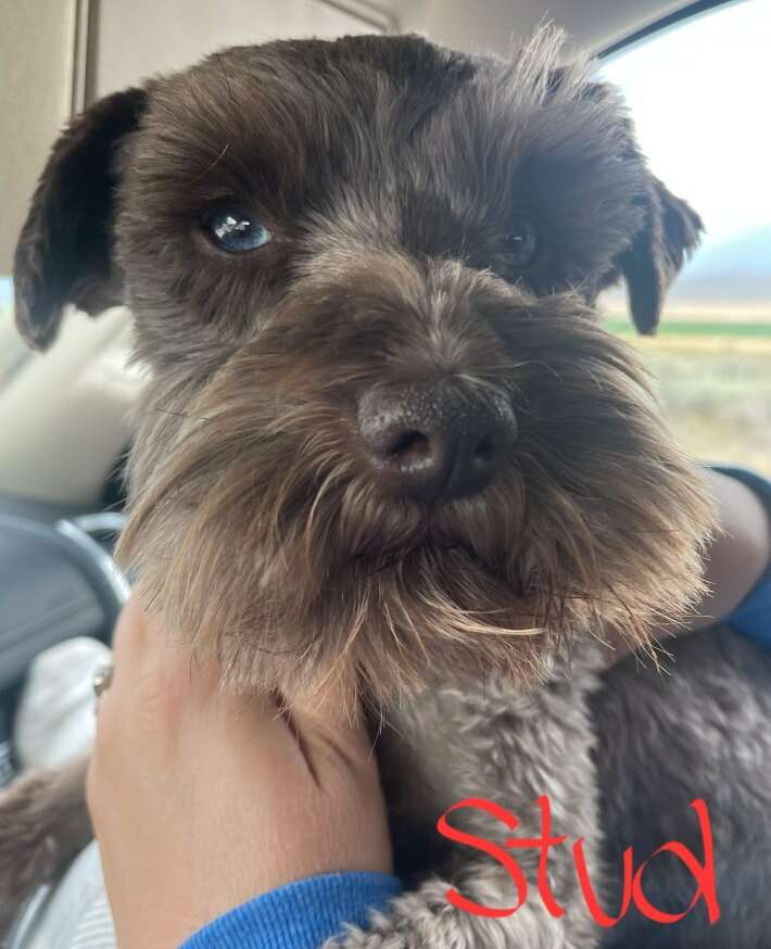 AKC Blue Eyed Miniature Schnauzer Puppies Pets