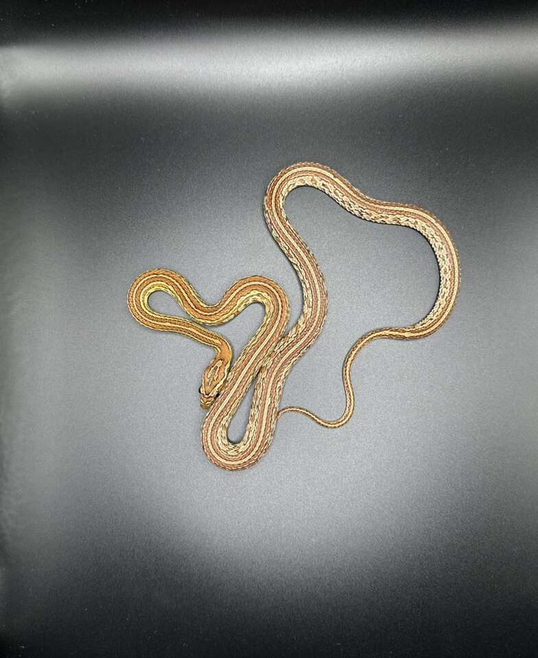 Juvenile Female Tessera