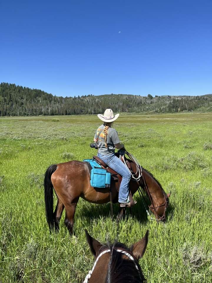 Need Your Horses Ridden? Livestock
