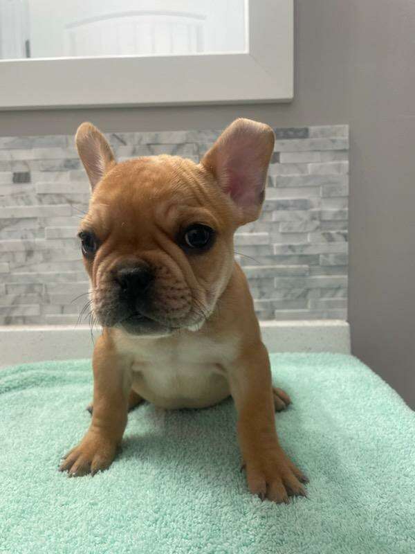 French Bulldog puppies | Pets | ksl.com