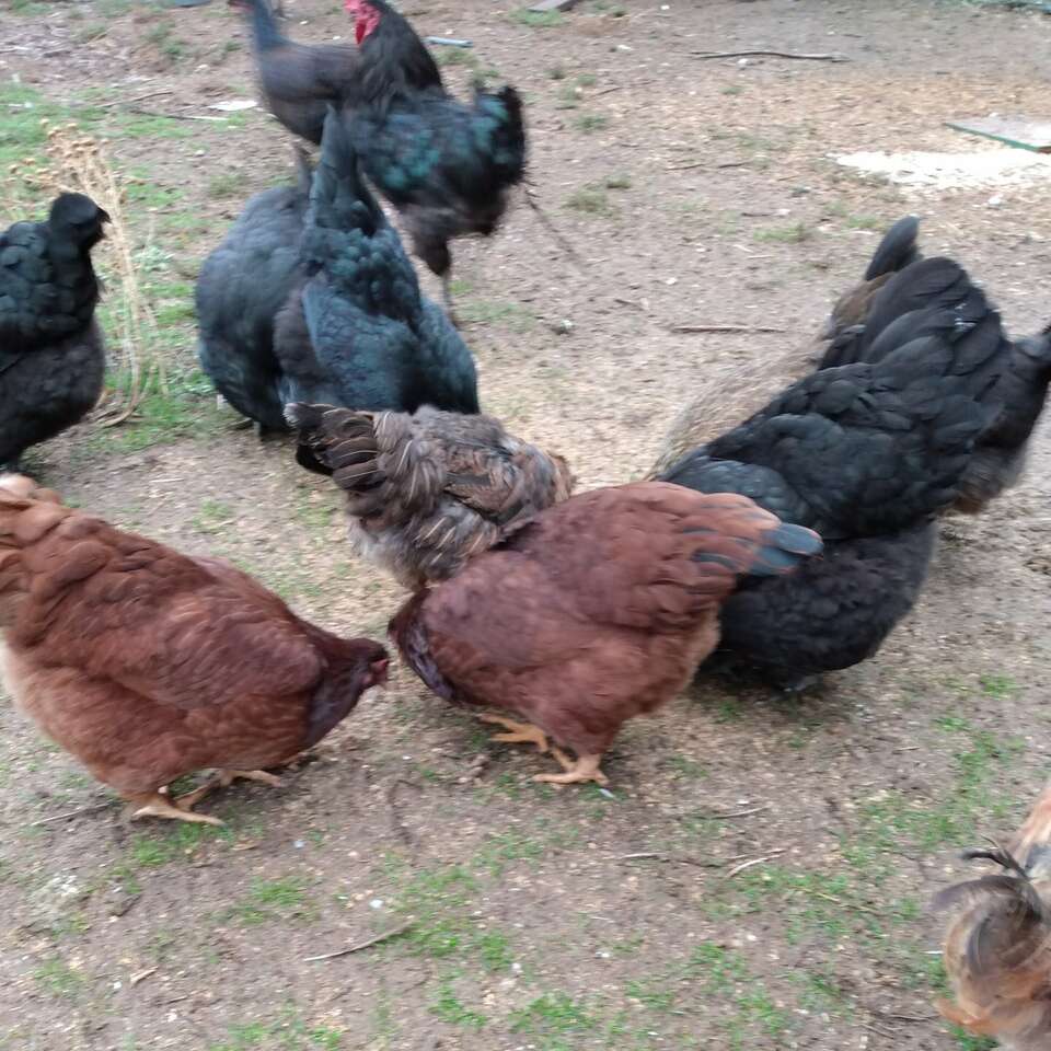 Chickens, hens and roosters Livestock