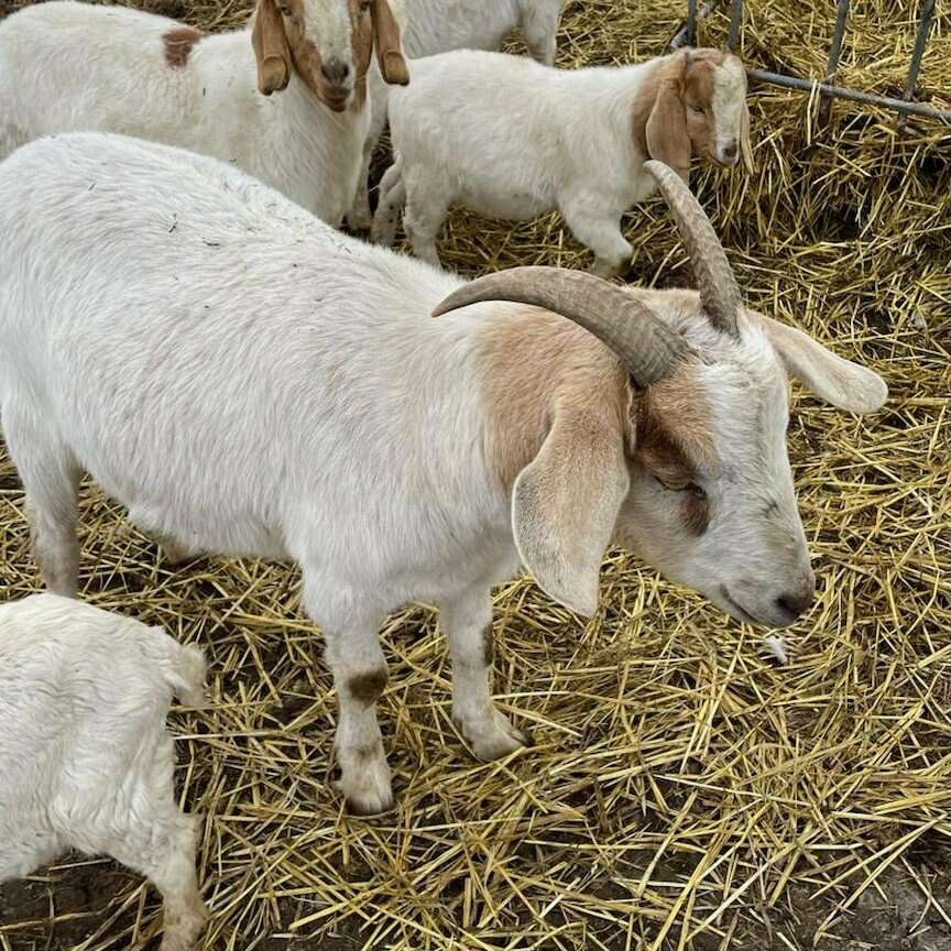 Alpine / Boer Livestock