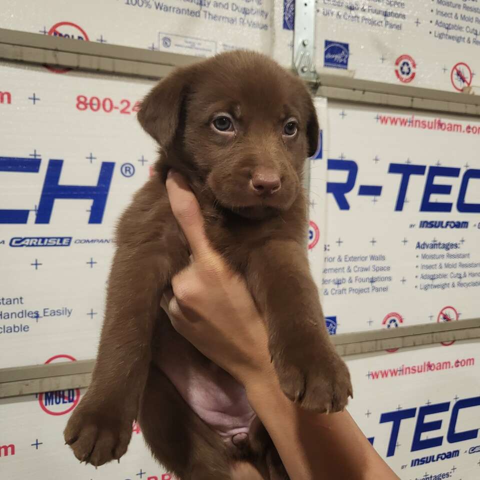 Lab Puppies Pets