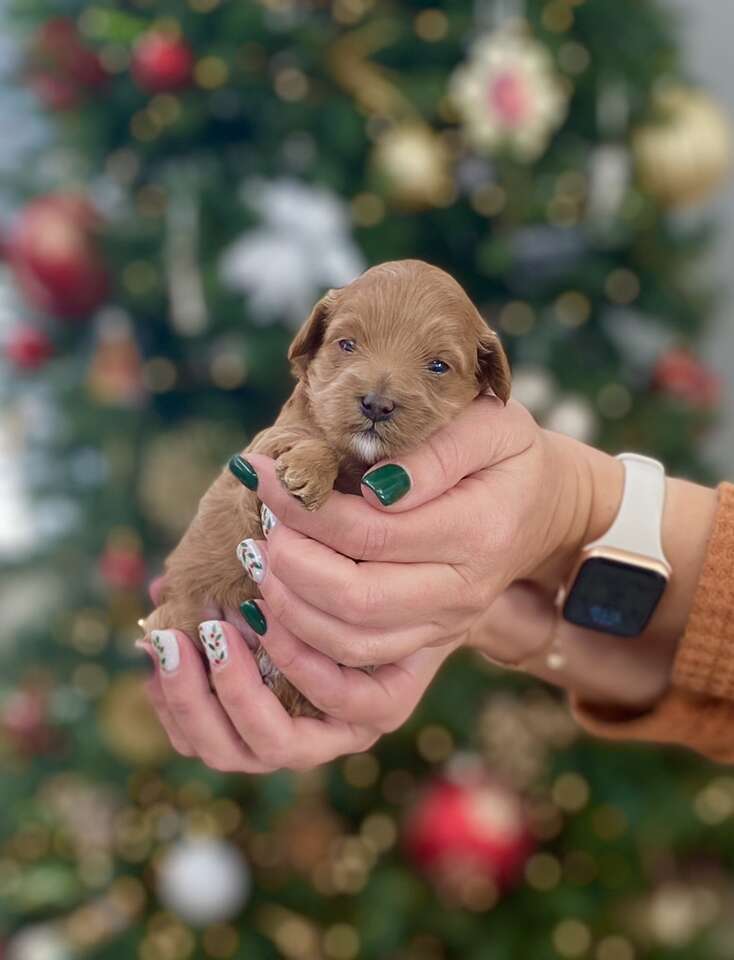Teacup Golden Doodle Puppy (female) Pets