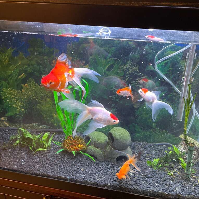 Fish Tank Pets