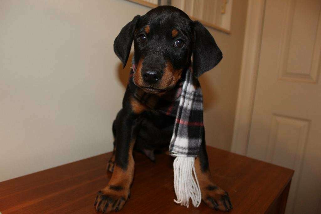 Doberman puppies Pets